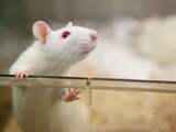 Stukjes mensenhersens in rattenbrein bieden hoop op behandeling hersenschade