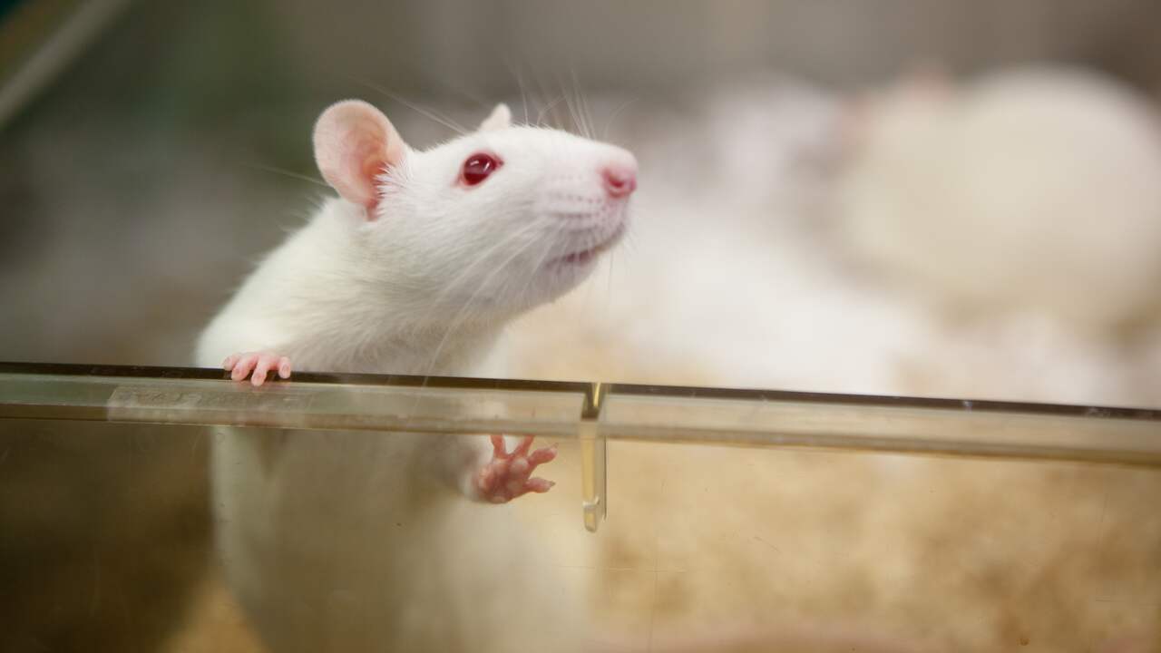 Des morceaux de cerveau humain dans le cerveau de rat offrent un espoir pour le traitement des lésions cérébrales |  Science