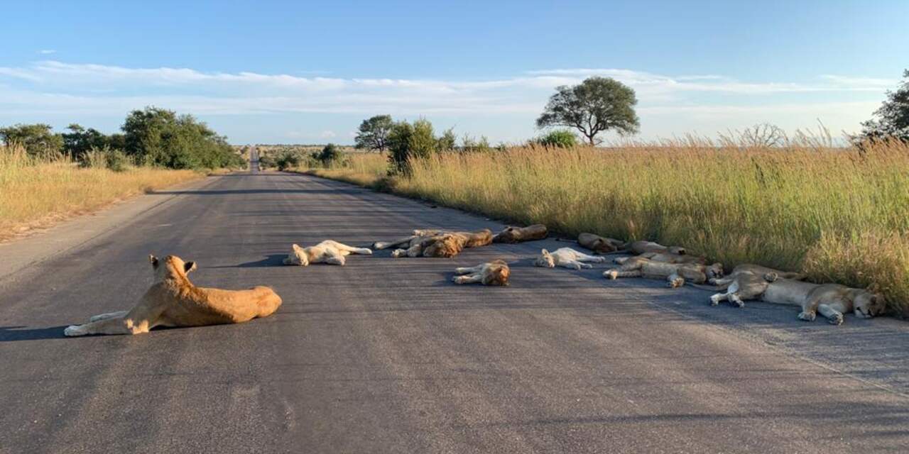 Leeuwen slapen door lockdown op de weg in Zuid-Afrikaans Kruger Park