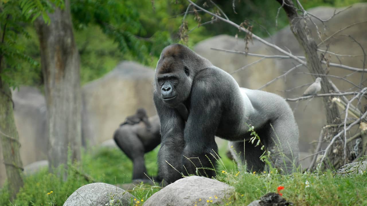 Famous Gorilla Bokito Passes Away Unexpectedly at Rotterdam Zoo