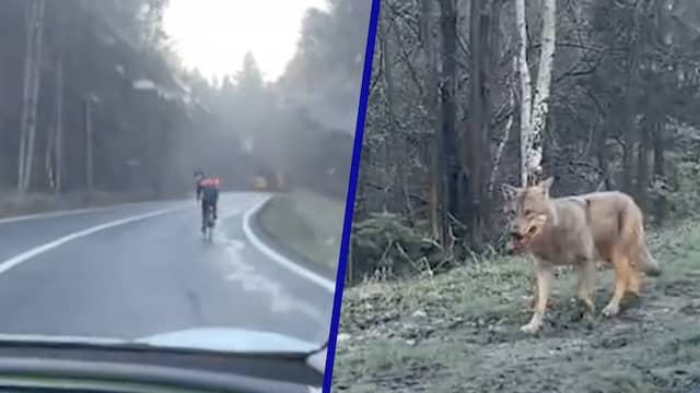 Wolf rent achter wielrenner aan op Roemeense bergpas