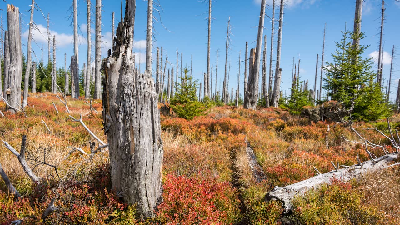Siccità, incendi e infestazioni di coleotteri: le foreste europee risentono del cambiamento climatico |  clima