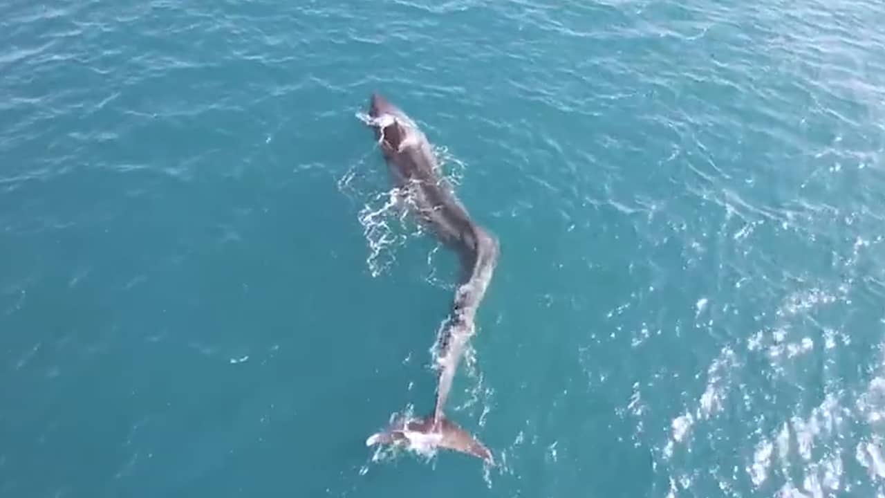 Beeld uit video: Vinvis met knik in ruggengraat zwemt moeizaam voor Spaanse kust