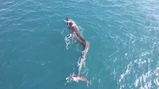 Vinvis met knik in ruggengraat zwemt moeizaam voor Spaanse kust
