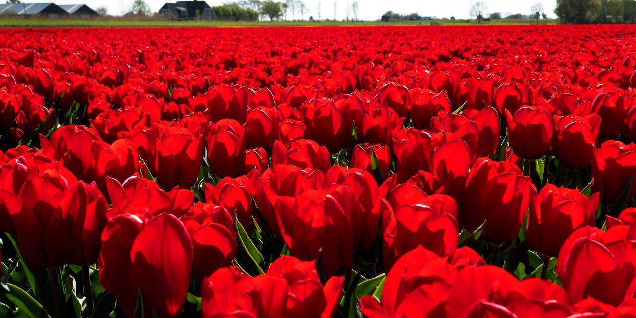 Breda plant duizenden rode tulpen in park Valkenberg