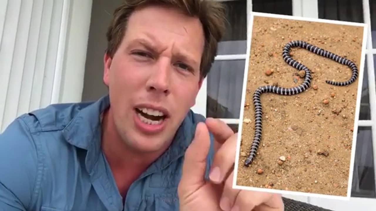 Beeld uit video: Freek Vonk vertelt over ontdekking nieuwe slangensoort