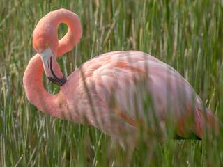 Knalroze flamingo's zijn agressiever dan minder felgekleurde soortgenoten
