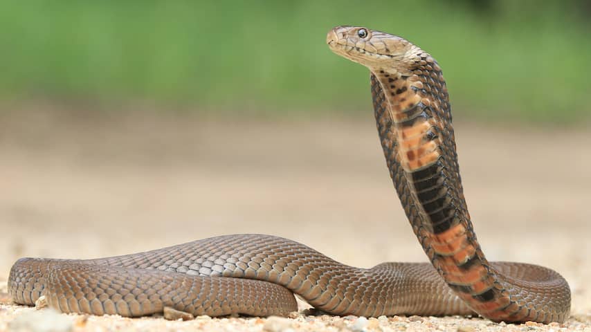 De Mozambikaanse spugende cobra, een zeer giftige slang
