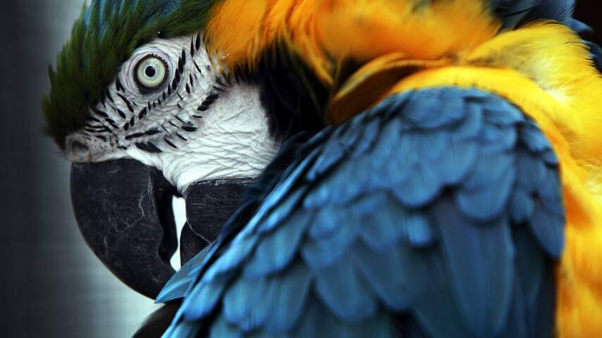 Meer bezoekers voor vogelpark Avifauna in 2017