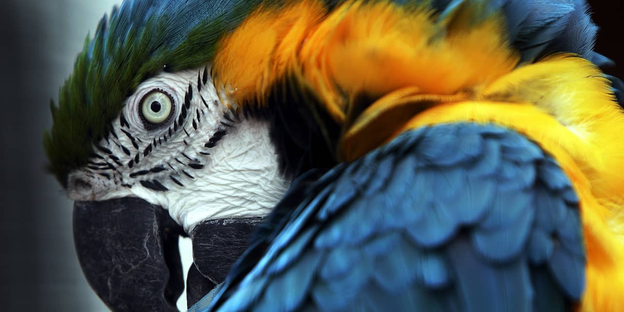 Meer bezoekers voor vogelpark Avifauna in 2017