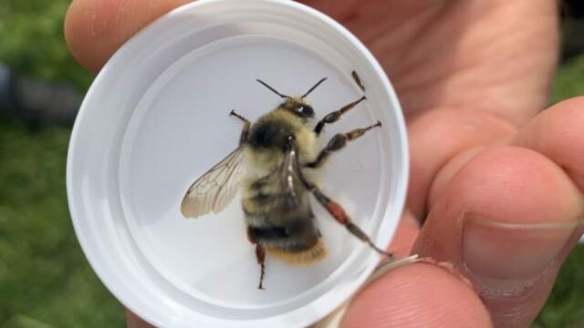 Studenten Janneke Scheeres en David Kingma wisten deze hommel voorzichtig te vangen (en daarna weer vrij te laten). Specialist Ivo Raemakers kon bevestigen dat het om de zeer zeldzame boshommel gaat, die sinds 1950 nog maar een paar keer gezien was in Nederland.