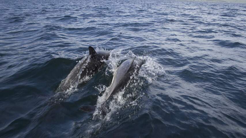 Schotse man vindt bij aanleg zwembad achtduizend jaar oude dolfijnbotten