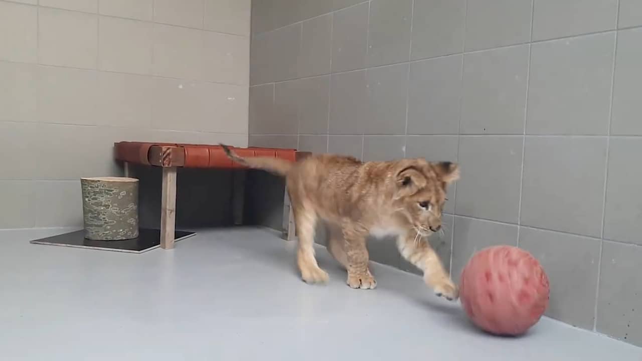Beeld uit video: Gevonden leeuwenwelp maakt het goed in Nederlandse opvang