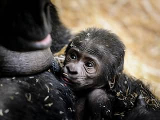 Westelijke laaglandgorilla geboren in dierentuin ARTIS