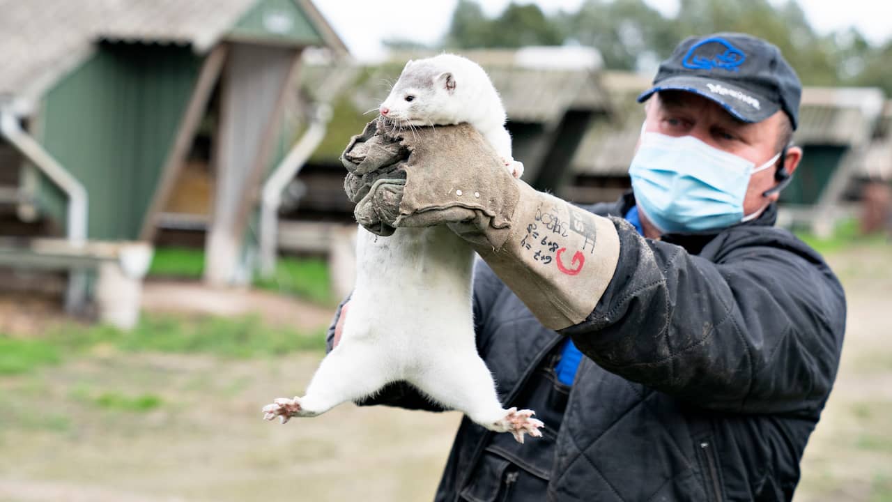 ‘Dead minks in Denmark rise above the grave due to decomposition gases’ |  NOW