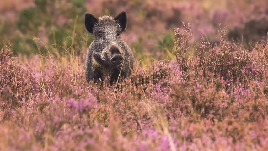 Veluwe gaat waarschijnlijk deels op slot om kwetsbare natuur te beschermen