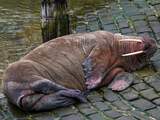 Engelse kustplaats schrapt vuurwerkshow om bezoekende walrus niet te storen