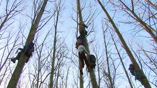 Activisten bezetten bos in Limburgse Born vanwege bomenkap