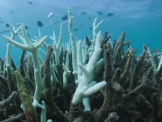 Australië looft 1,3 miljoen euro uit voor idee dat koraal kan redden