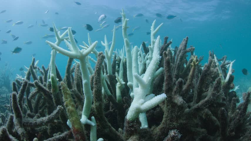 Unesco zet Great Barrier Reef ondanks verbleking niet op rode lijst
