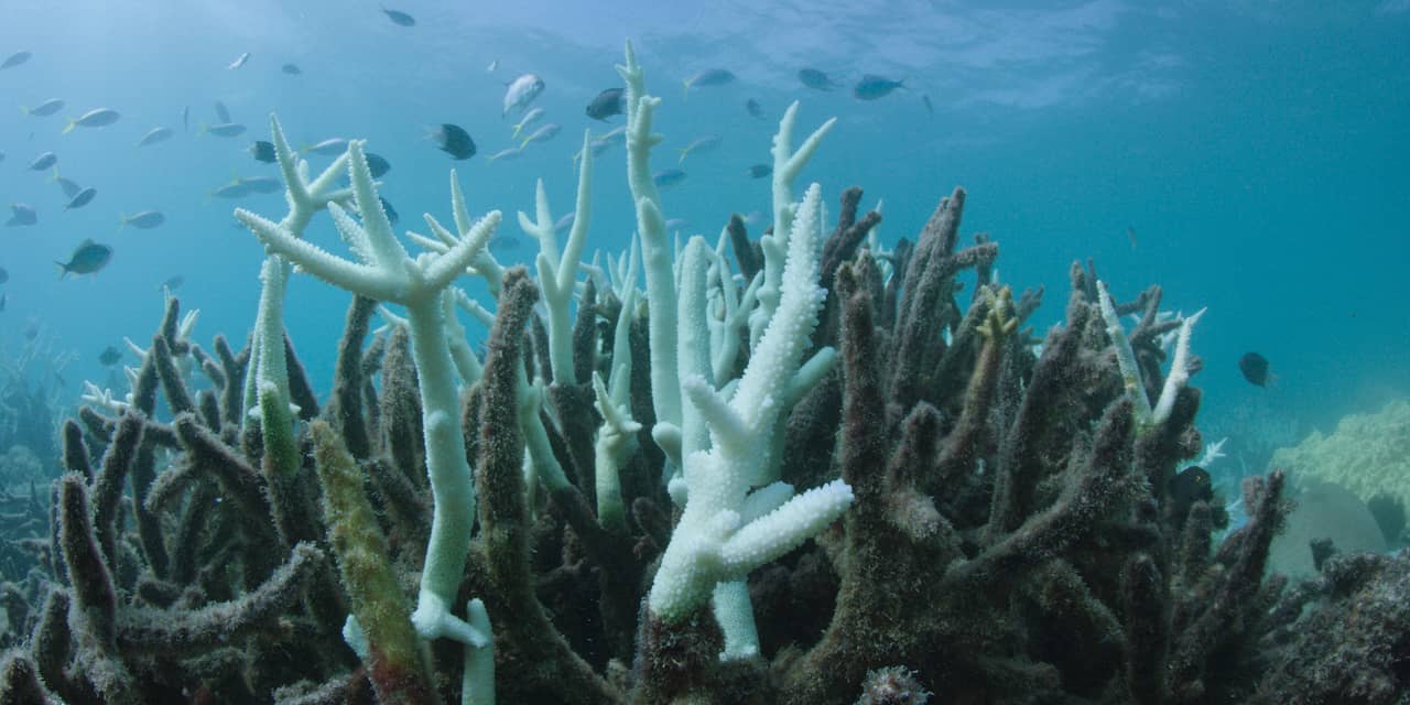 Unesco zet Great Barrier Reef ondanks verbleking niet op rode lijst