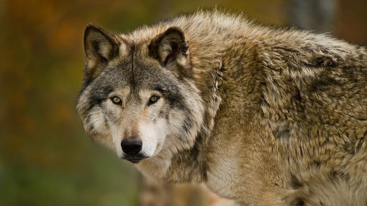Drentse schapenhouder die door wolf werd gebeten is weer thuis