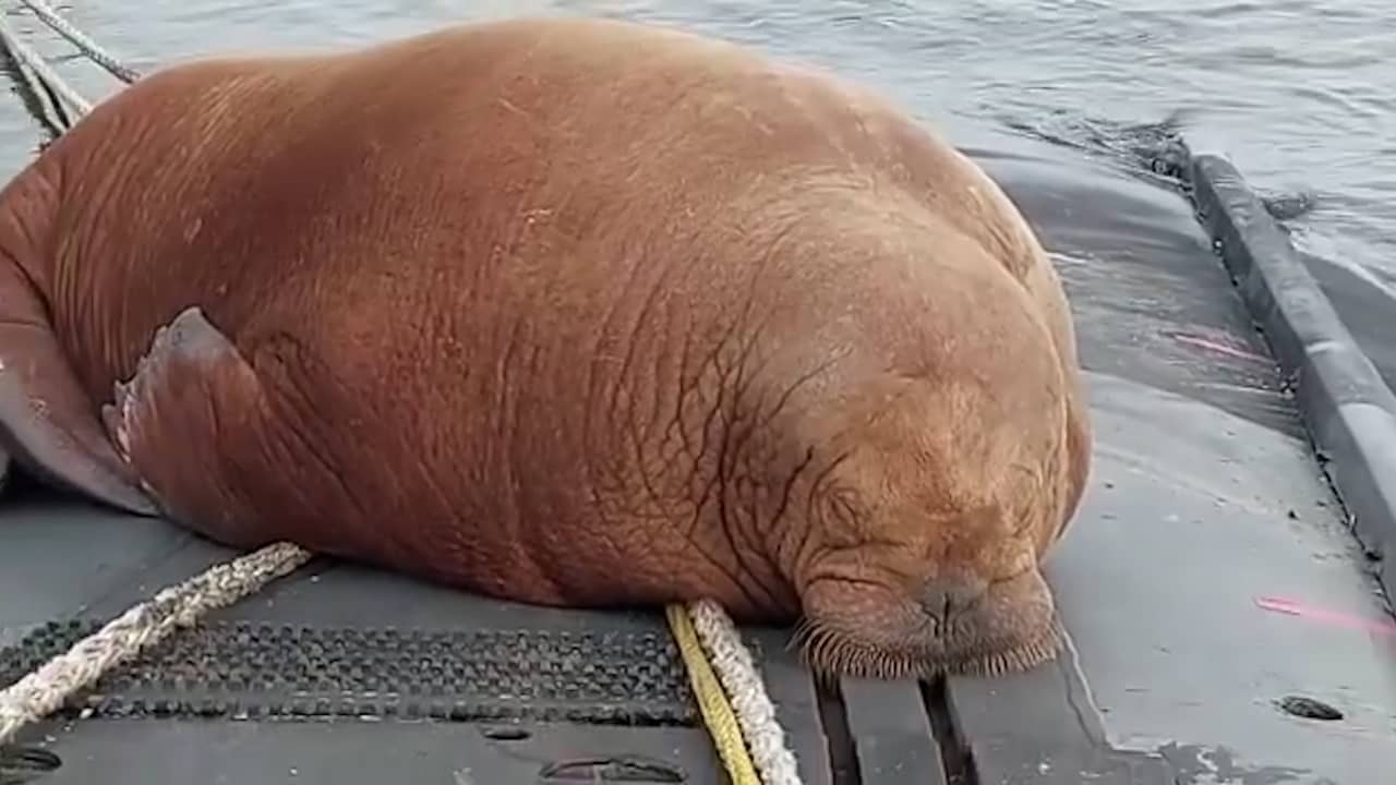 Beeld uit video: Walrus slaapt in Den Helder op onderzeeboot van de Walrusklasse