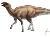 Nieuwe dinosaurussoort met eendenbek ontdekt in Texaans stuk rots