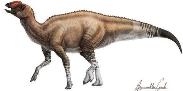 Aquilarhinus palimentus