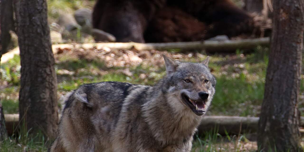 Beren doden wolf in Dierenrijk in Mierlo terwijl bezoekers toekijken