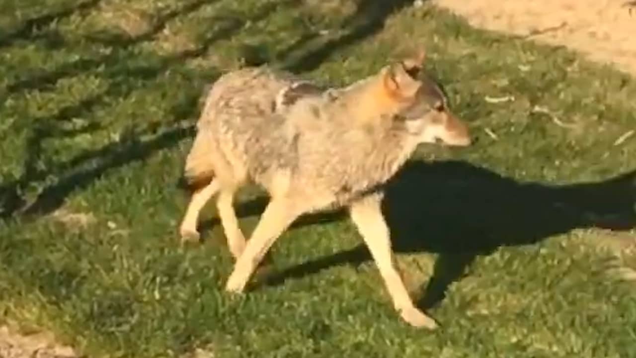 Wolf duikt op in West Betuwse boomgaard
