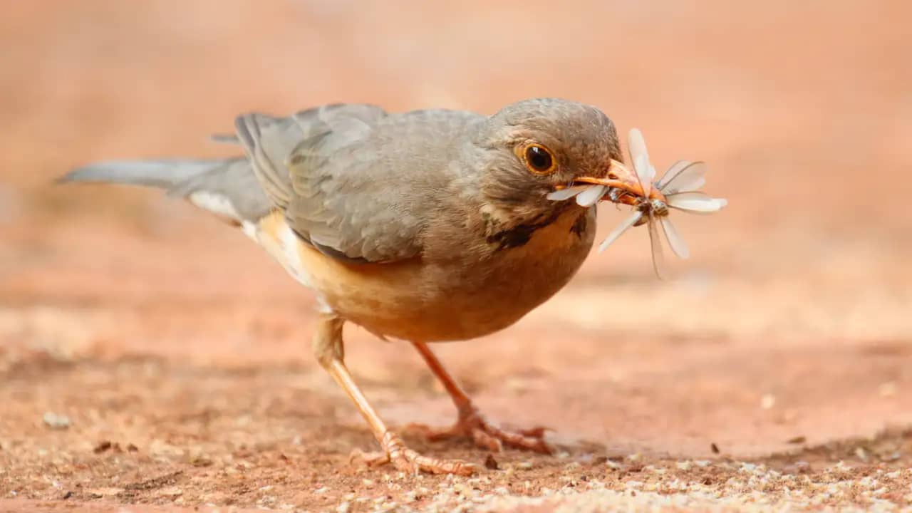 Vogels profiteren massaal van de vliegende mieren.