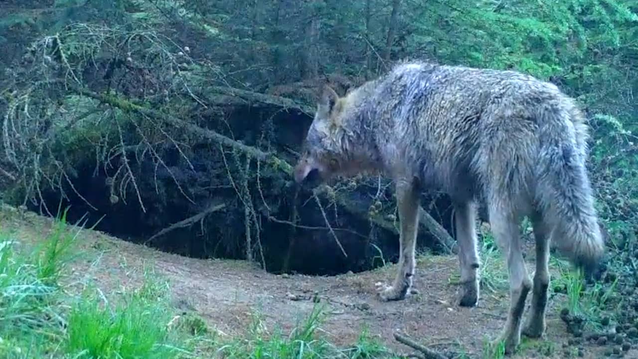 Beeld uit video: 'Komst meerdere wolven gaat ecosysteem Veluwe veranderen'