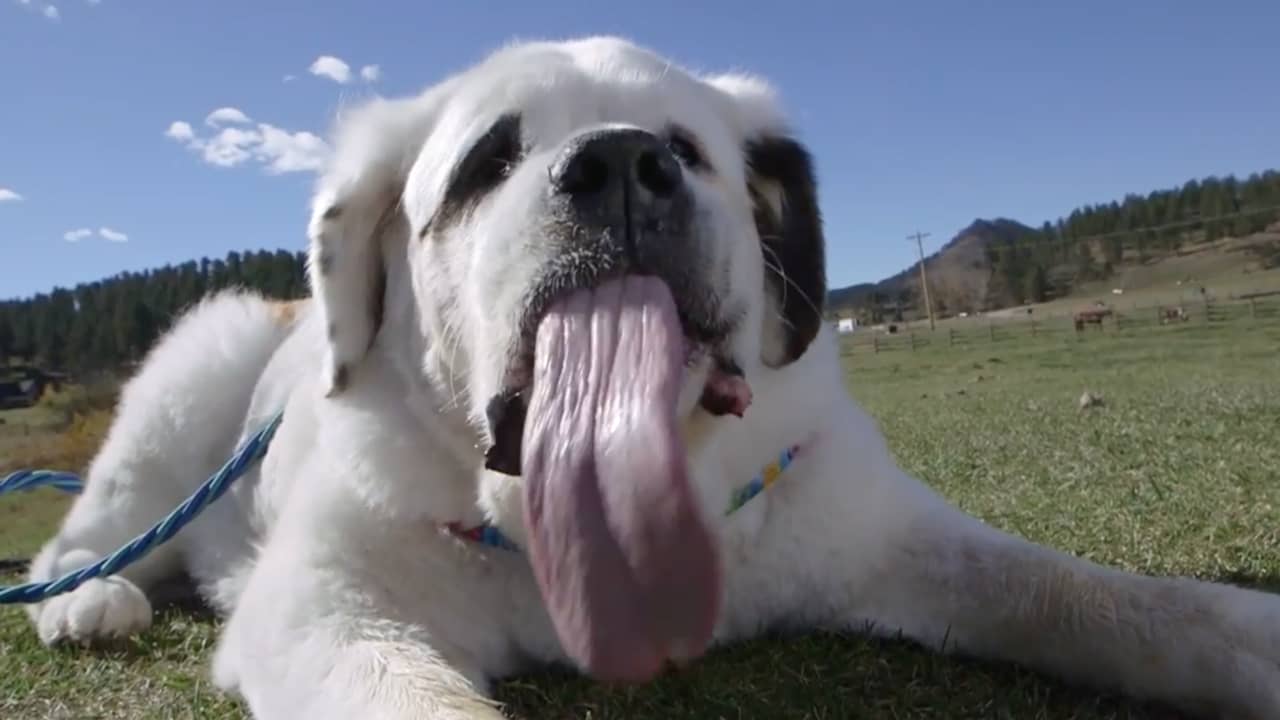 Amerikaanse hond heeft langste tong ter wereld