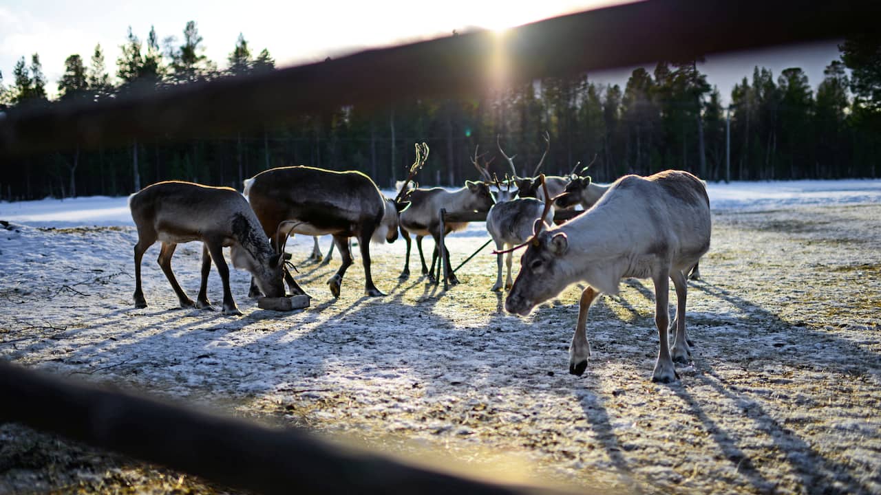 Christmas dinner is no problem for the reindeer: they continue to chew while they sleep |  the animals