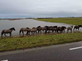 Paarden en runderen uit ondergelopen wei in Gelderland gehaald