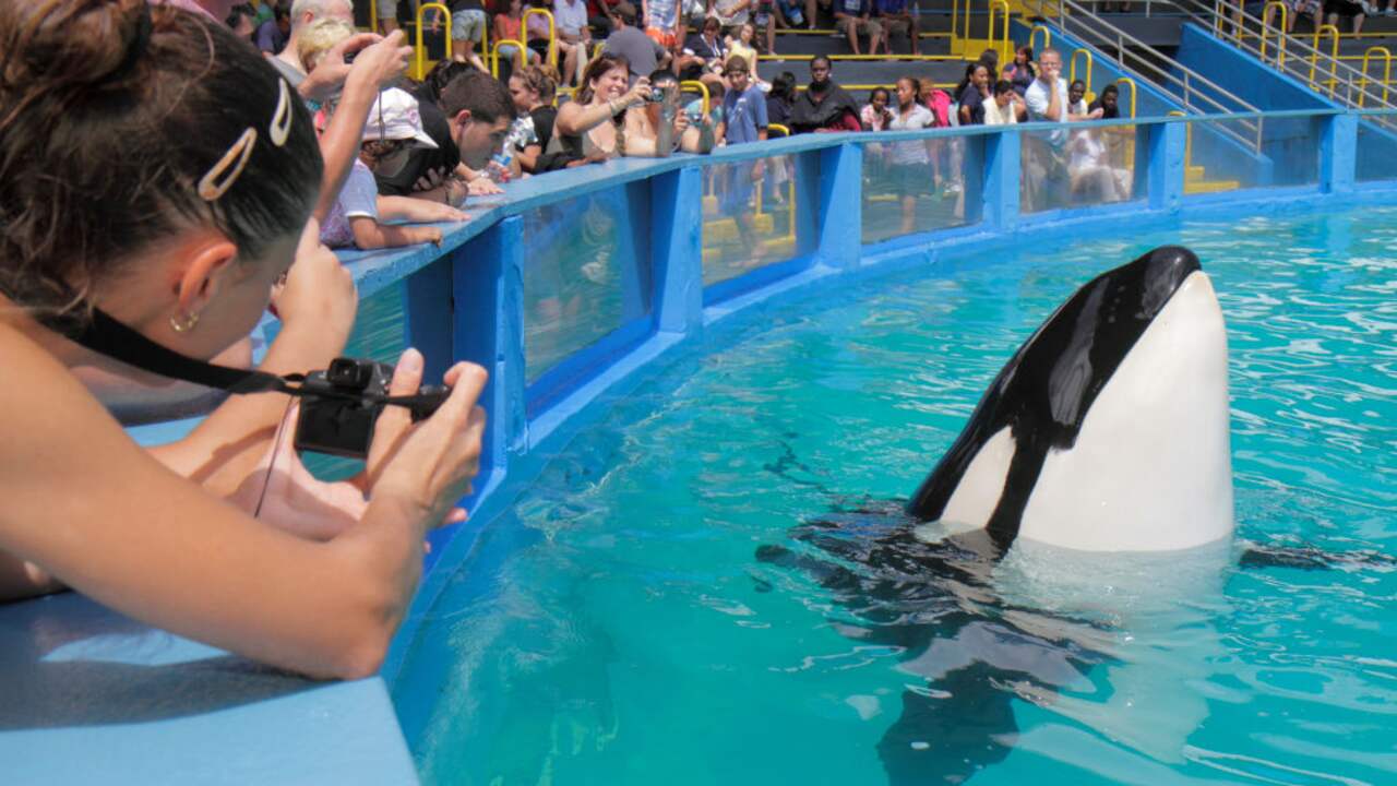 Free Lolita: come ha fatto un’orca assassina nel parco acquatico a imparare a vivere di nuovo allo stato brado?  |  gli animali