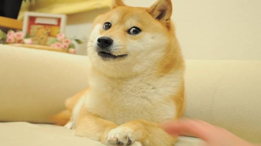 Wereldberoemde hond Kabosu uit talloze internetmemes overleden