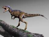 Paleontologen vinden mogelijk 'ontbrekende schakel' in evolutie T. rex