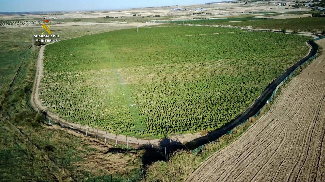 Beeld uit video: Spaanse politie rolt grootste Europese wietplantage op