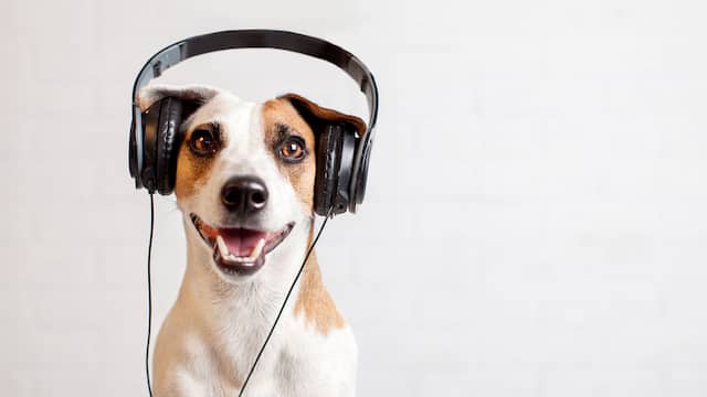 Concert speciaal voor honden