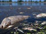 Ramp in de Oder: Duitsers en Polen ruziën over miljoenen dode vissen