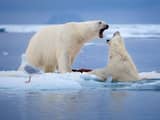 Studie: Meeste ijsberen in 2100 uitgestorven door klimaatverandering