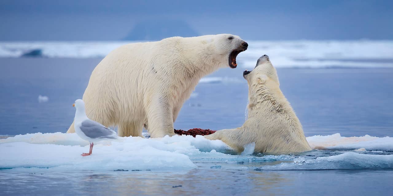 Studie: Meeste ijsberen in 2100 door | NU - Het laatste nieuws het eerst op