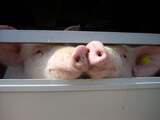 Voedselautoriteit onderzoekt mishandeling van varkens op transport