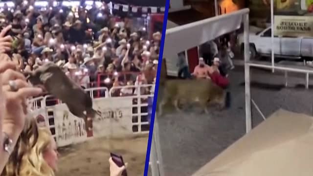Rodeostier slingert man de lucht in na ontsnapping uit arena