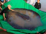 Vissers in Cambodja vangen rog van 300 kilo: grootste zoetwatervis ooit