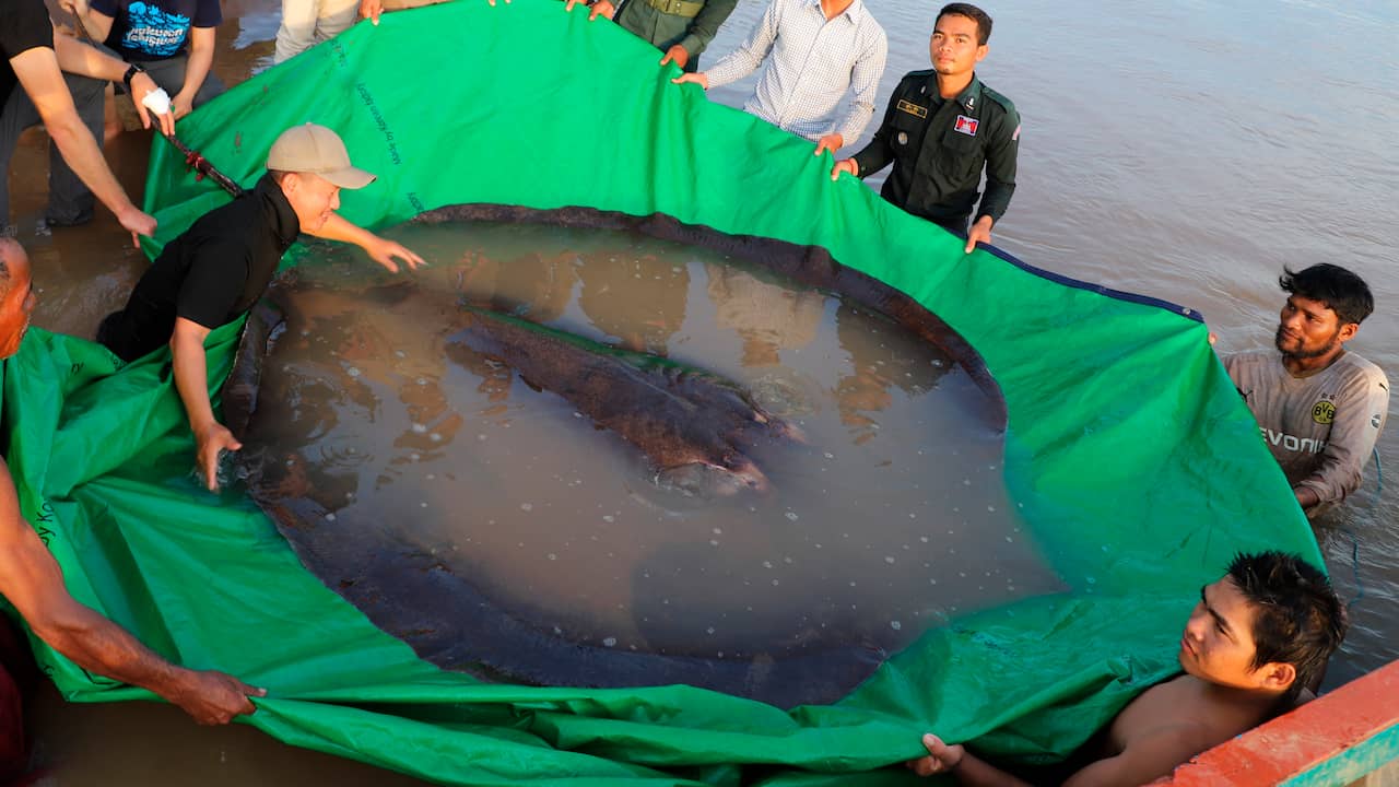 I pescatori in Cambogia catturano una razza di 300 kg: il pesce d’acqua dolce più grande di sempre |  gli animali
