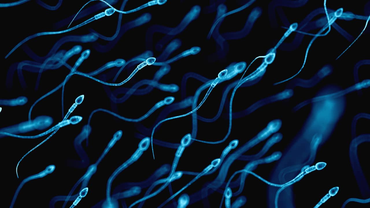 La produzione globale di sperma sta diminuendo ancora più velocemente del previsto |  Scienza