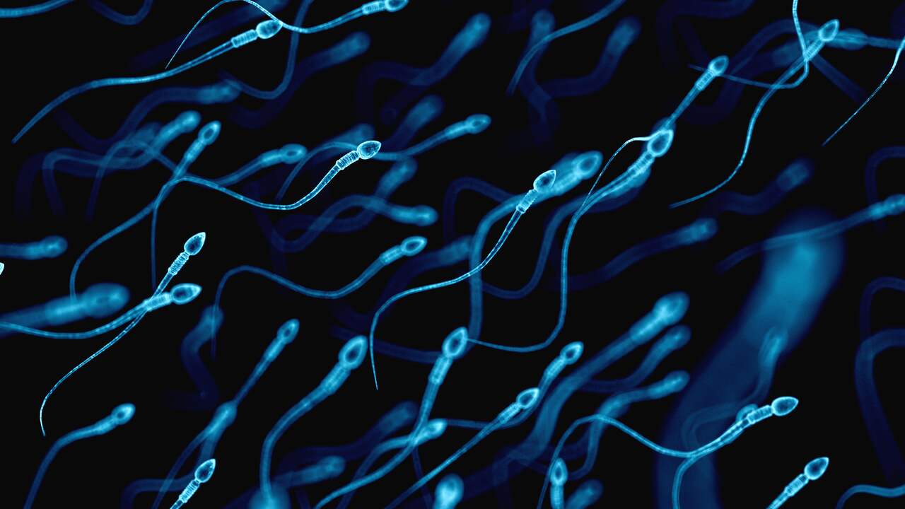 La production de sperme diminue dans le monde encore plus rapidement qu’on ne le pensait |  Science